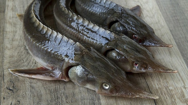 Loài cá hoàng gia đặc sản được ưa chuộng trên toàn thế giới, Sa Pa, Đà Lạt có rất nhiều - Ảnh 2.