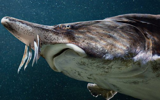 Loài 'cá hoàng gia' đặc sản được ưa chuộng trên toàn thế giới, Sa Pa, Đà Lạt có rất nhiều