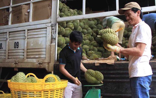 Doanh nghiệp kiểm tra từng trái sầu riêng trước khi đóng gói - Ảnh: TÂM AN