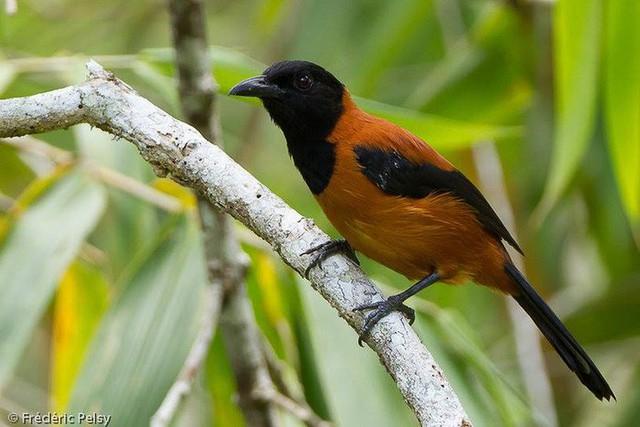 Pitohui: Loài chim duy nhất trên hành tinh được ghi nhận là có độc - Ảnh 3.