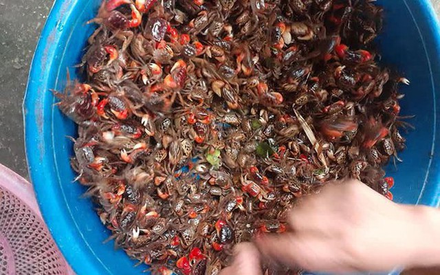 The specialty of Quang Ninh costs 160 thousand / kg, has an eye-catching red leg - Photo 1.