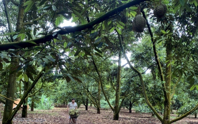 Lỗ hổng mã số vùng trồng sầu riêng Đắk Lắk: Nông dân tố DN gian lận