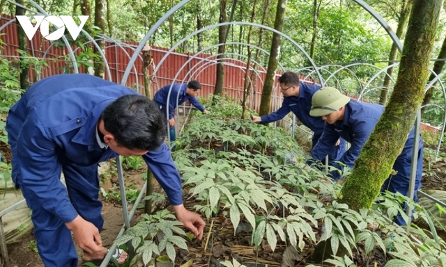 Cây tiền tỷ trên đất nghèo Lai Châu - Ảnh 2.