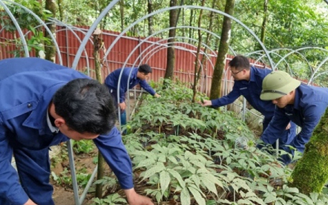 Cây tiền tỷ trên đất nghèo Lai Châu