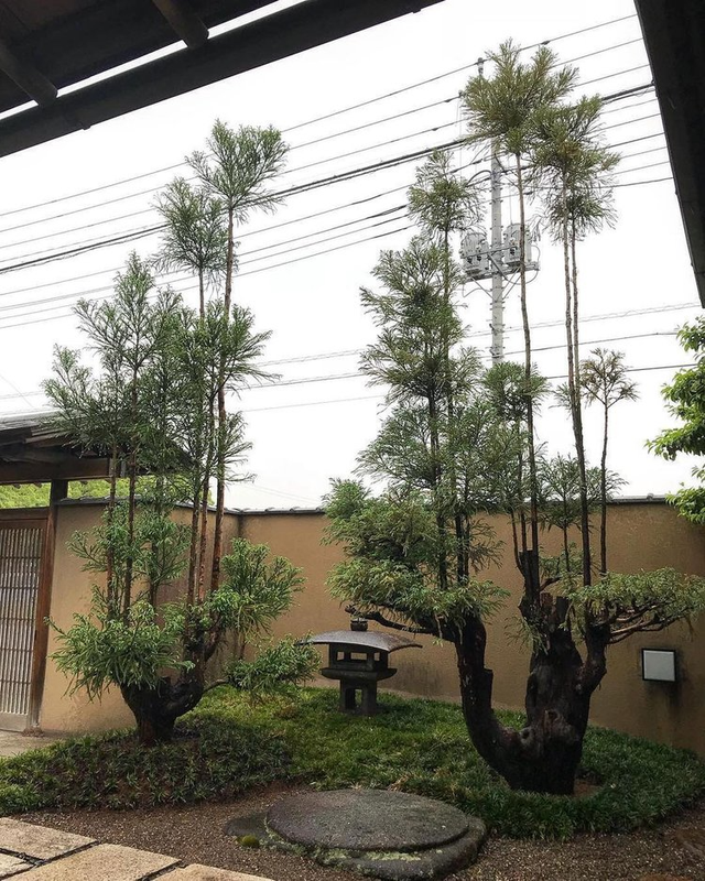 Daisugi: Kỹ thuật trồng cây tưởng lạ mà quen của người Nhật vừa giúp giảm biến đổi khí hậu, vừa tạo ra cảnh quan phi thường - Ảnh 7.