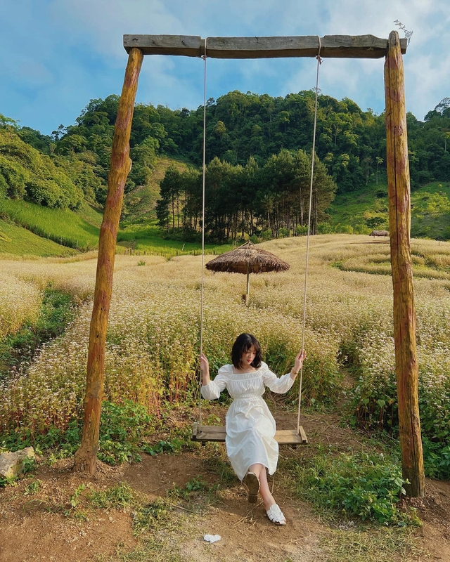 Not only in Ha Giang, 3 locations also have buckwheat flowers blooming so beautifully - Photo 10.