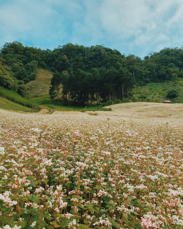 Not only in Ha Giang, 3 locations also have buckwheat buckwheat flowers blooming beautifully - Photo 9.