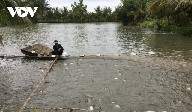 Người nuôi cá tra thương phẩm chịu áp lực của giá con giống và thức ăn tăng cao - Ảnh 1.