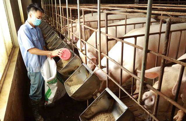 Giá lợn hơi hôm nay ghi nhận mức giảm sâu nhất 3.000 đồng/kg. (Ảnh minh họa - Ảnh: TTXVN)