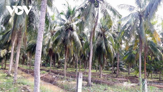 Người trồng dừa Bến Tre thất thu vì ‘thiệt hại kép” - Ảnh 2.