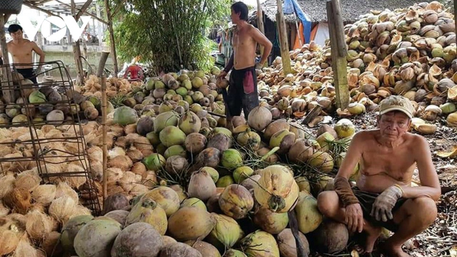 Người trồng dừa Bến Tre thất thu vì ‘thiệt hại kép” - Ảnh 1.