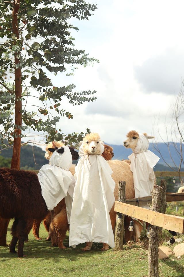  Xuất hiện đàn lạc đà “lạ” ở nông trại Đà Lạt khiến dân tình xôn xao tìm gặp vì quá đáng yêu - Ảnh 3.