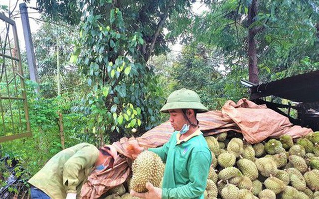 Bảo vệ mã vùng cho “vua trái cây“