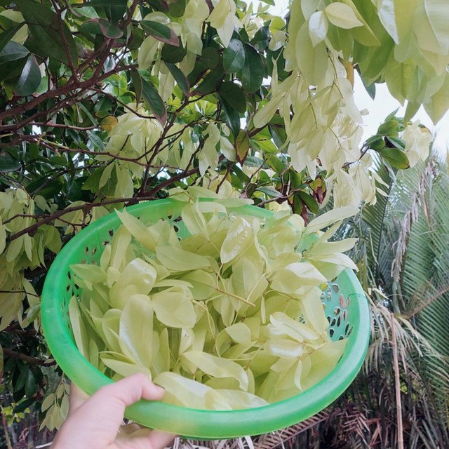 The kind of tree with fallen leaves that no one picks up is a specialty only in the West, priced at 90,000 VND/kg - Photo 2.