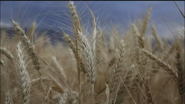 Nga rút khỏi thỏa thuận xuất khẩu ngũ cốc, giá lúa mì lập tức bật tăng hơn 5% - Ảnh 1.