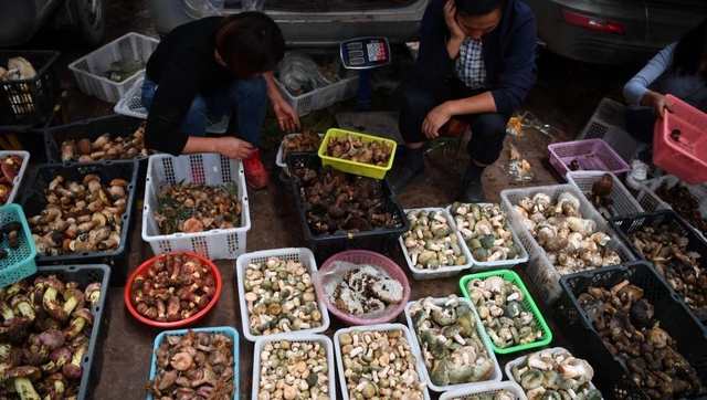 Một ngày ở chợ nấm Côn Minh - nơi bán thức quà của đất đắt đỏ bậc nhất thế giới - Ảnh 2.