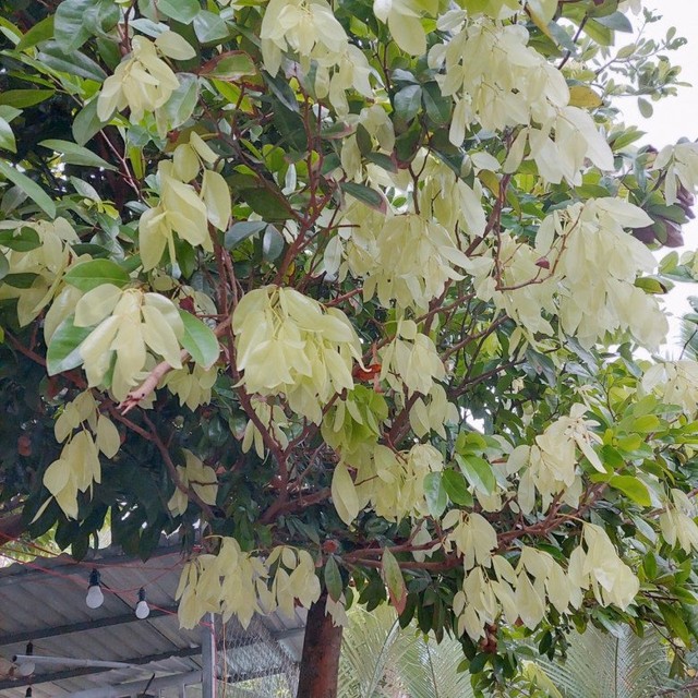 The kind of tree with fallen leaves that no one picks up is a specialty only in the West, priced at 90,000 VND/kg - Photo 1.