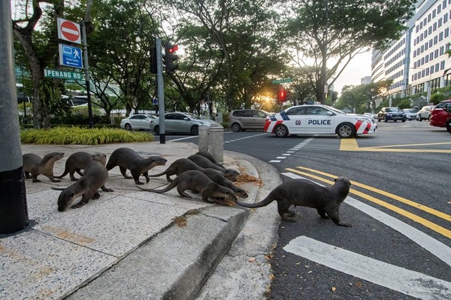 Singapore: 23 con cá Koi bị gặm nham nhở, chủ sốc nặng nhưng không thể làm gì với thủ phạm - Ảnh 4.