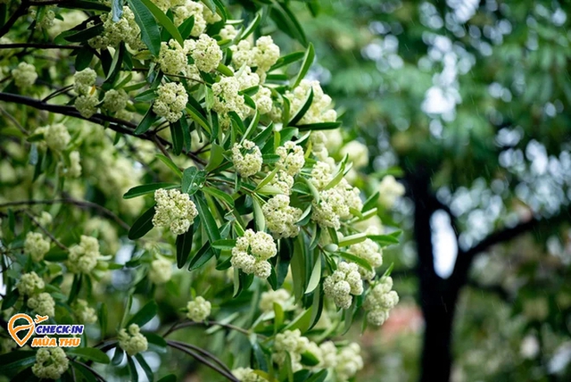 Flowering season in October along the country: The Northwest has a very strange flower that not everyone knows - Photo 8.