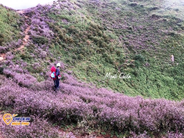 Flowering season in October along the country: The Northwest has a very strange flower that not everyone knows - Photo 6.