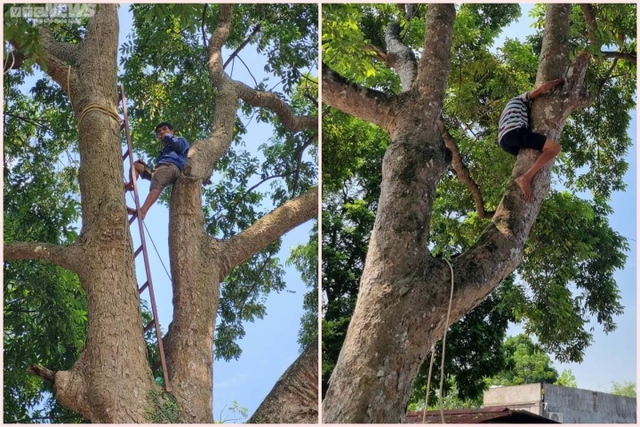 Climbing to the top of the tree to harvest black gold, farmers pocket hundreds of millions of dong - Photo 8.