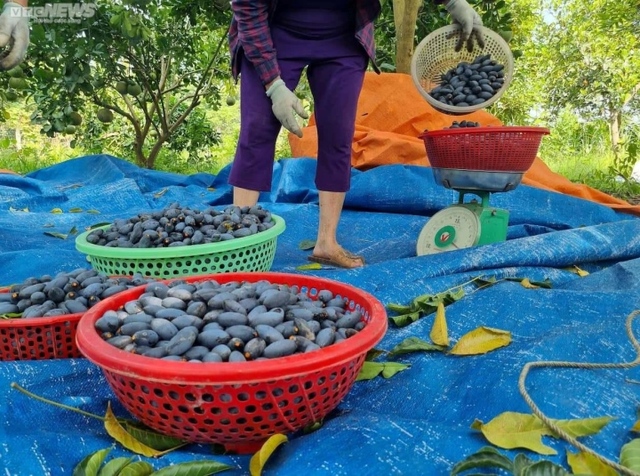 Climbing to the top of the tree to harvest black gold, farmers pocket hundreds of millions of dong - Photo 5.