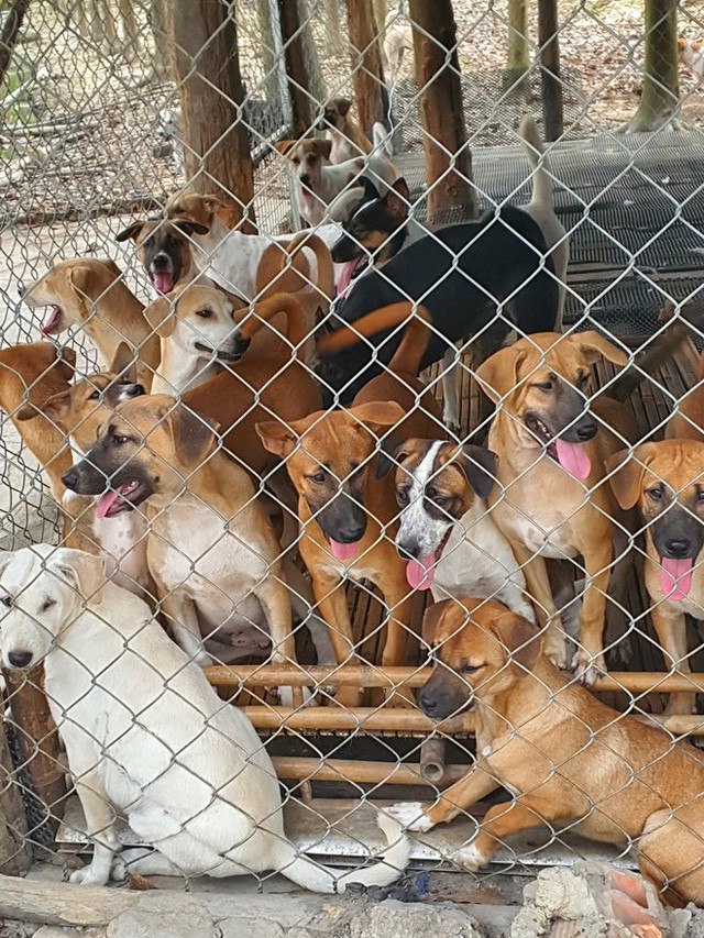 The woman raised more than 300 cats and dogs, costing 60 million/month - Photo 8.
