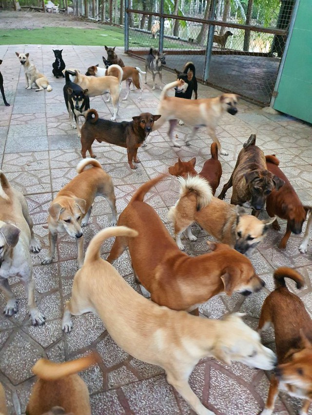 The woman raised more than 300 cats and dogs, costing 60 million/month - Photo 7.
