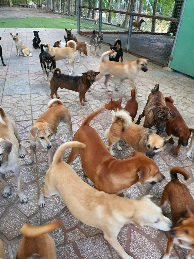 The woman raised more than 300 cats and dogs, costing 60 million/month - Photo 7.