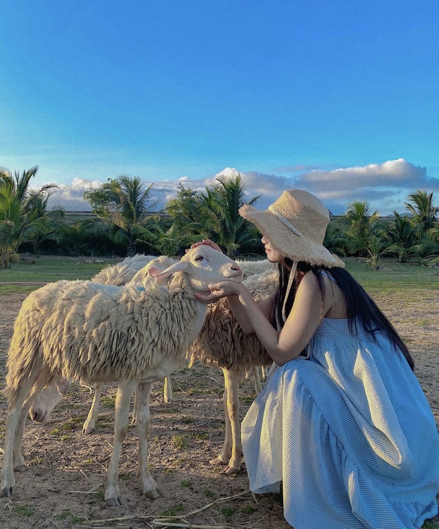 Những cánh đồng thả cừu ấn tượng ở Việt Nam khiến hội mê sống ảo đứng ngồi không yên - Ảnh 16.
