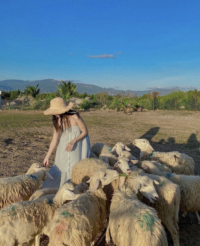 Những cánh đồng thả cừu ấn tượng ở Việt Nam khiến hội mê sống ảo đứng ngồi không yên - Ảnh 15.