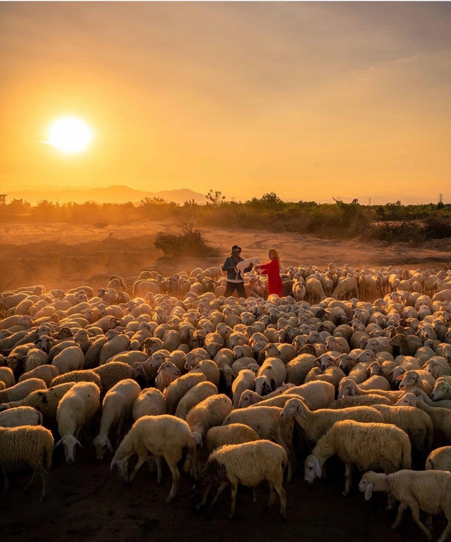 Impressive sheep grazing fields in Vietnam make the virtual life enthusiasts stand still - Photo 11.