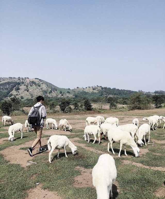 Impressive sheep grazing fields in Vietnam make the virtual life enthusiasts stand still - Photo 10.