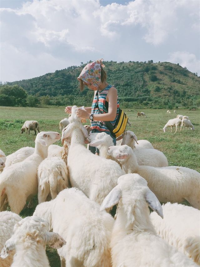 Impressive sheep grazing fields in Vietnam make the virtual life enthusiasts stand still - Photo 9.