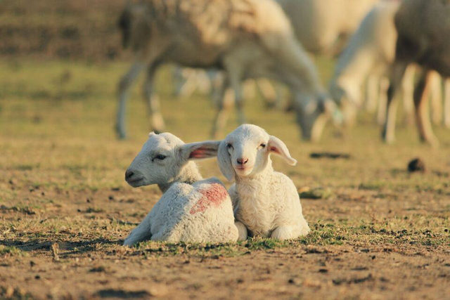 Impressive sheep grazing fields in Vietnam make the virtual life enthusiasts stand still - Photo 8.