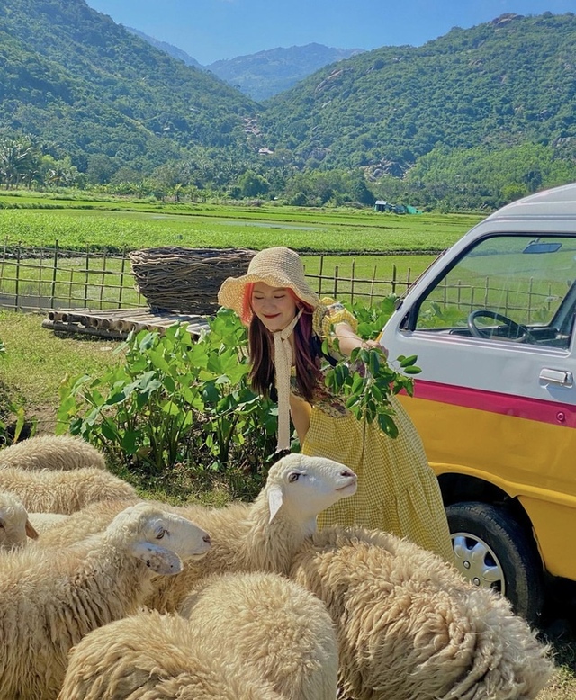 Những cánh đồng thả cừu ấn tượng ở Việt Nam khiến hội mê sống ảo đứng ngồi không yên - Ảnh 25.