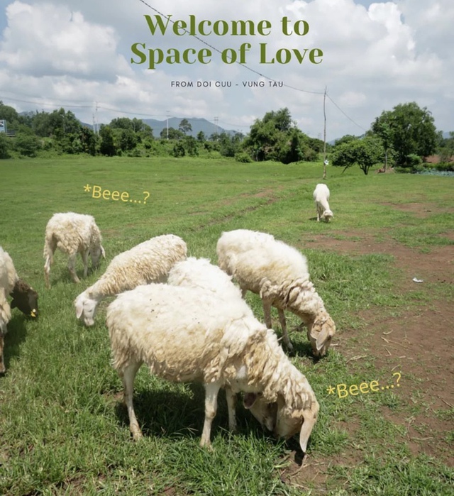 Những cánh đồng thả cừu ấn tượng ở Việt Nam khiến hội mê sống ảo đứng ngồi không yên - Ảnh 7.