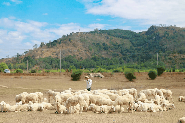 Impressive sheep grazing fields in Vietnam make the virtual life enthusiasts stand still - Photo 6.