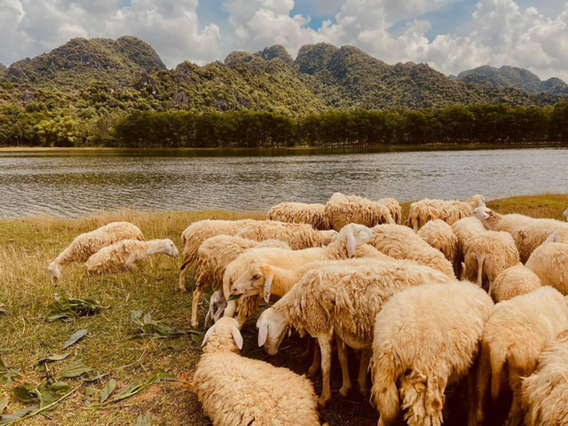Những cánh đồng thả cừu ấn tượng ở Việt Nam khiến hội mê sống ảo đứng ngồi không yên - Ảnh 5.