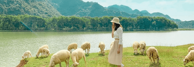 Impressive sheep grazing fields in Vietnam make the virtual life enthusiasts stand still - Photo 3.