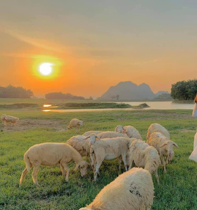 Những cánh đồng thả cừu ấn tượng ở Việt Nam khiến hội mê sống ảo đứng ngồi không yên - Ảnh 2.