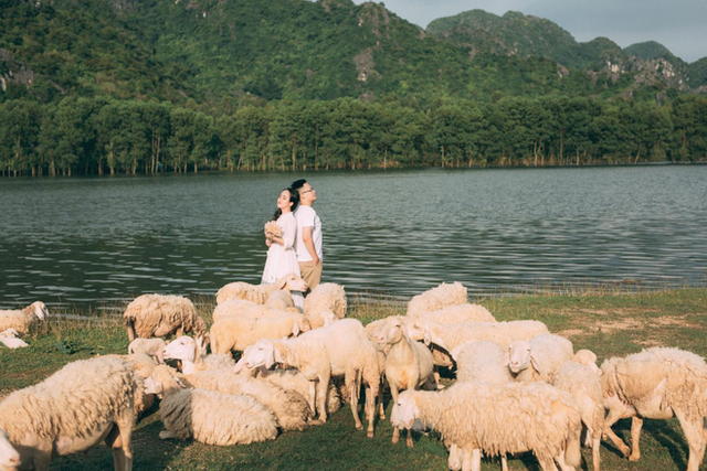 Những cánh đồng thả cừu ấn tượng ở Việt Nam khiến hội mê sống ảo đứng ngồi không yên - Ảnh 1.