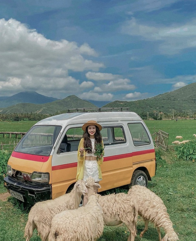 Những cánh đồng thả cừu ấn tượng ở Việt Nam khiến hội mê sống ảo đứng ngồi không yên - Ảnh 24.