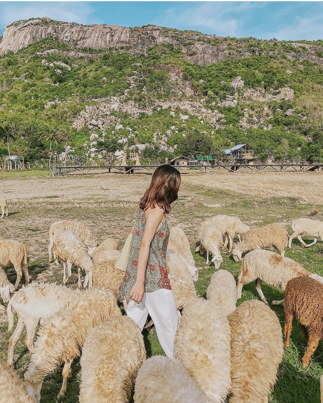 Impressive sheep grazing fields in Vietnam make the virtual life enthusiasts stand still - Photo 23.