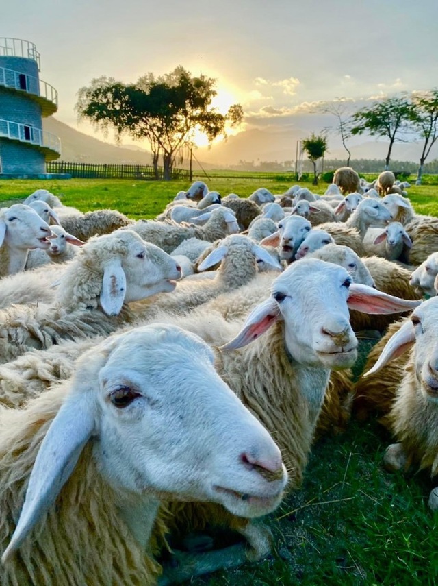 Impressive sheep grazing fields in Vietnam make the virtual life enthusiasts stand still - Photo 21.
