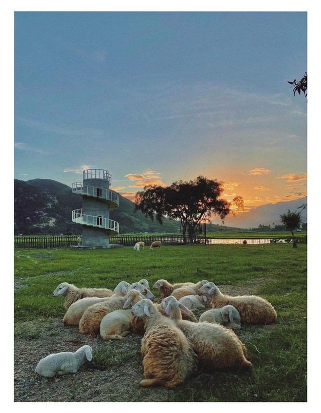 Những cánh đồng thả cừu ấn tượng ở Việt Nam khiến hội mê sống ảo đứng ngồi không yên - Ảnh 20.