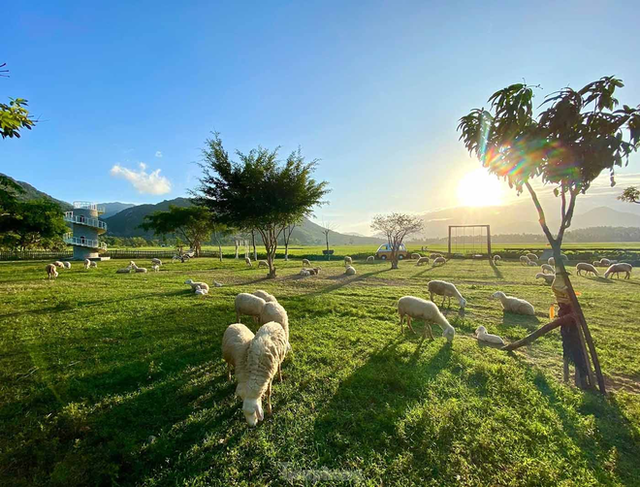 Những cánh đồng thả cừu ấn tượng ở Việt Nam khiến hội mê sống ảo đứng ngồi không yên - Ảnh 19.