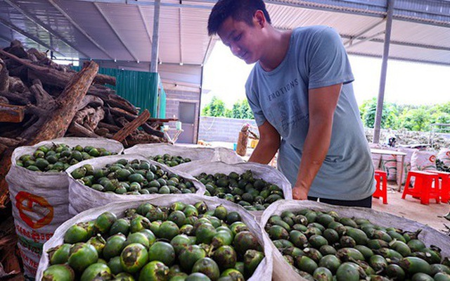 Giá cau tươi liên tục xuống thấp nhưng thương lái cũng vắng bóng do thị trường Trung Quốc giảm mua - Ảnh: THẾ THẾ