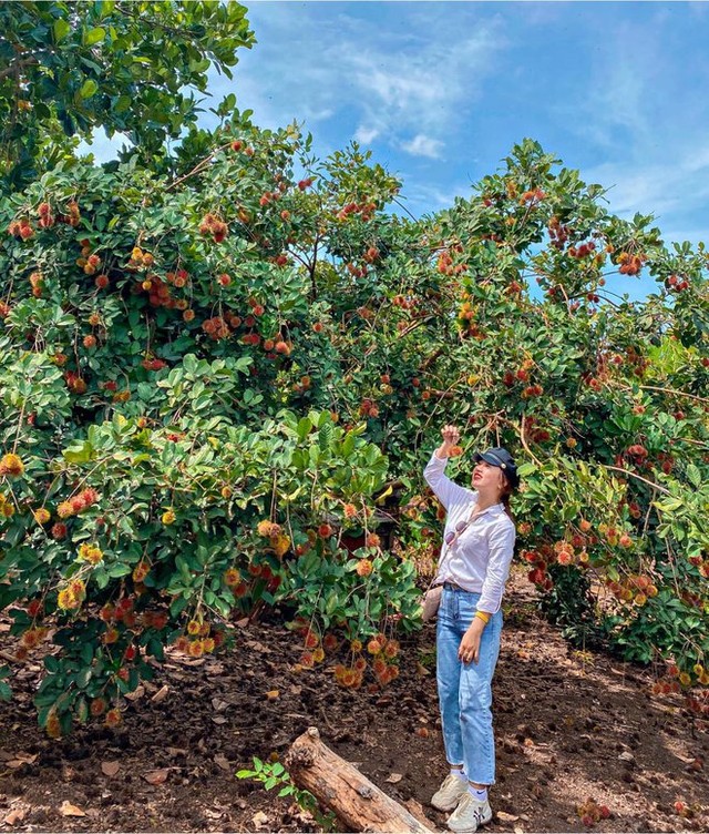 If you go to the West, remember to visit famous fruit gardens to manually pick and enjoy delicious fruits on the spot - Photo 18.