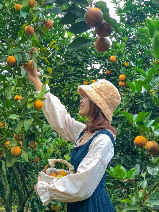 If you go to the West, remember to visit famous fruit gardens to manually pick and enjoy delicious fruits on the spot - Photo 13.